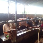 Sapi-1686566492