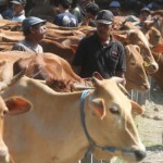 sapi-1686583449