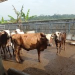 Sapi-1686583757