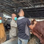 Sapi-1686735582