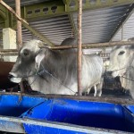 sapi-1686811149