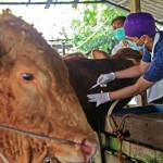 sapi-1686822366
