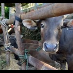 Sapi-1686909181