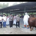 Sapi-1686931165