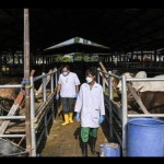 Sapi-1687241207