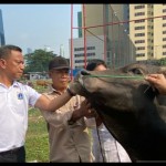 Sapi-1687513227