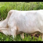 Sapi-1687586729