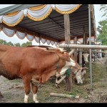 Sapi-1687781224