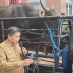 Sapi-1687858345