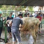 Sapi-1687932201