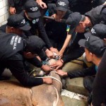 Sapi-1687938938