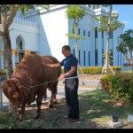 Sapi-1687949273