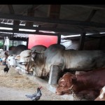 Sapi-1687955508