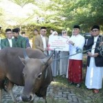 Sapi-1688107658