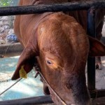 Sapi Jokowi-1687844894
