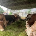 Sapi kurban bantuan Jokowi didatangkan dari Polman untuk warga Mamasa-1687499883