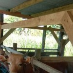 Tempat penjualan hewan kurban di Kabupaten Manokwari, Provinsi Papua Barat. (ANTARA/Tri Adi Santoso)-1686132241
