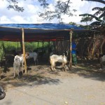 Ternak kambing-1687856081