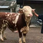 Ternak sapi yang bisa dijadikan hewan kurban di Lombok Tengah, NTB (FOTO ANTARA/Akhyar)-1687340239