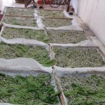 Ulat sutera hasil peternakan Kabupaten Wajo untuk mendorong kejayaan sutera di daerah itu. ANTARA/HO-Humas Pemprov Sulsel.-1687502898