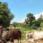 Arsip Foto - Peternak menjual sapi di lapangan di pinggir jalan Kota Palu, Selasa (27/6/2023). (ANTARA/Nur Amalia Amir)-1689668715