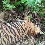 Bangkai harimau mati di Aceh Timur. (ANTARA/HO.dokpri)-1689853018