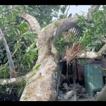 BPBD bantu pembersihan rumah warga tertimpa pohon di Aceh Barat-1688366542