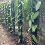 Budidaya tanaman vanili mulai diminati masyarakat Biak Numfor karena berpotensi untuk ekspor. ANTARA/HO-Distan Biak Numfor.-1690453446