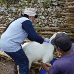 Dinas Kesehatan Gunungkidul periksa penularan antraks di Semuluh Lor-1689848994