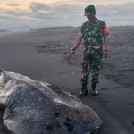 Hiu paus tutul ditemukan terdampar di pantai selatan Lumajang-1688453971