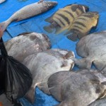 Ikan-1688994880