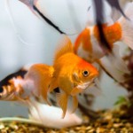 Ikan hias-1689589468