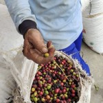 Ilustrasi biji kopi Lampung (ANTARA/HO)-1688988922
