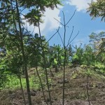 Ilustrasi kondisi hutan yang mempengaruhi FOLU Net Sink 2030 yang menentukan konstribusi emisi gas karbon di suatu hutan. Antara/ HO-KLHK-1689929223