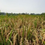 Ilustrasi - Lahan pertanian sawah. ANTARA/Azmi-1690198460