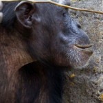 Inilah Deretan Hewan dengan Kecerdasan Cukup Tinggi-1688472960