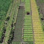 Kondisi lahan pertanian di Kabupaten Gunungkidul (ANTARA/HO-Dokumen istimewa)-1689933431