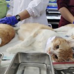 Kucing-1689064060