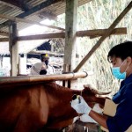 Kulon Progo-1688536668