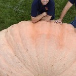 Labu Raksasa-1690202561