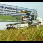 Padi-1689927936