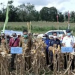 Panen Jagung-1689650782