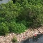 Pantai mangrove-1689140200