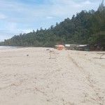 Pemkab Pasaman Barat undang investor kembangkan udang vaname-1690098530