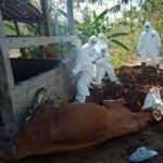 Pemprov Riau mewaspadai penularan antraks ke ternak di daerah ini. dok. ANTARA-1689062679