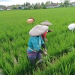Petani-1688545076