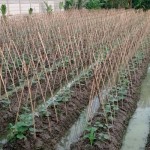 Petani-1688703903