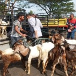 Petugas melakukan pemeriksaan kesehatan hewan di pasar hewan, Kabupaten Gunungkidul. (ANTARA/HO-Instagram dpkh_gunungkidul)-1689242703