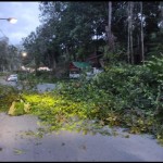 Pohon-1689424702