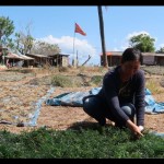 Rumput Laut-1690359132